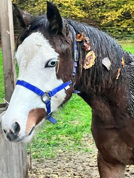 Eyecatcher im Gunner Look, Kerstin Rehbehn (Pferdemarketing Ost), Horses For Sale, Nienburg