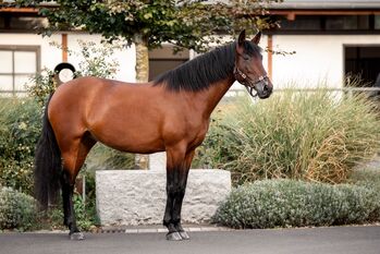 „Oralla AH“  liebenswert, zuverlässig und bereit für ihren neuen Lebensweg, Yeguada Wiesca (Angelika Willms) (Yeguada Wiesca), Horses For Sale, Ruppichteroth 