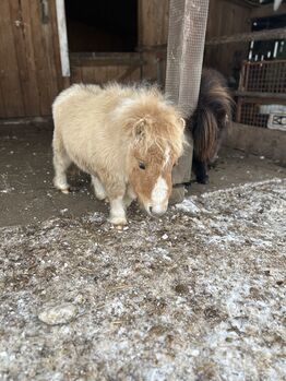 Original Minishetlandpony Hengst Fohlen / Jährling Falbe Schecke