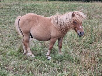 Original Shetland Junghengst Falbe