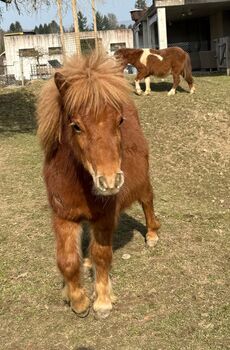 Original Shetlandponyfohlen 2025, Sheryn Schär, Horses For Sale, Röthenbach Hbsee