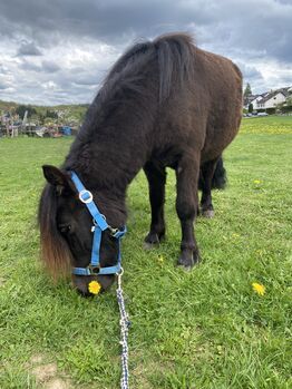 Original Shetlandpony Stute /Kinderpony/Kutschpony/Therapiepony, Alina , Konie na sprzedaż, Koblenz