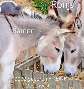 Esel Zwergesel Zuchtpaar geb 2022 zvk, Mel Leder, Konie na sprzedaż, Süsel