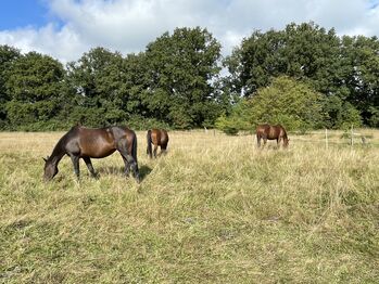 Offenstallplatz für 1 Stute Norderstedt Glashütte