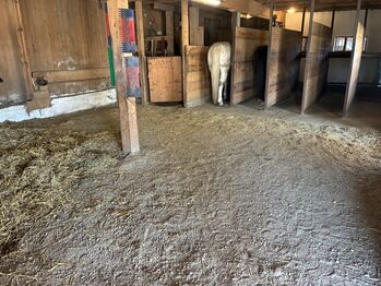 Offenstallplatz für kleineren Wallach