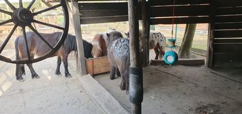 Offenstallplatz für Shetty oder Pony bis 110cm, Sil, Stabilne maty, Mönchengladbach