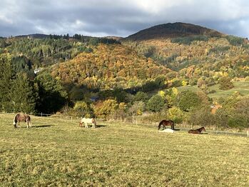 Offenstallplatz in kleiner Herde, Claudia Gerards, Wolna stajnia, Hallenberg