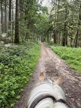 Offenstallplatz frei in 33605 Bielefeld