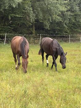 Offenstallplätze in 35102 frei