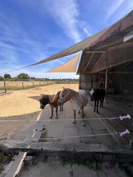 Offenstallplatz / Offenstall für Shetty / Pony in Langenfeld, Sally, Wolna stajnia, Langenfeld