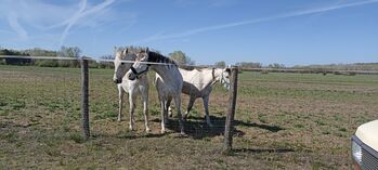 Offenstall- & Weideplätze – Ruhiger Senioren Pferdehof in Südungarn