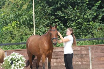 Outcross Reitpony, Reitponygestüt Aspel , Horses For Sale, Rees