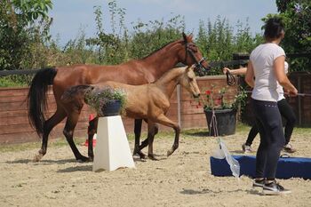 Outcross Reitpony