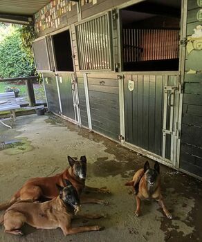 Aussenstall mit drei Boxen Reitsport Hofmeister Gevelsberg