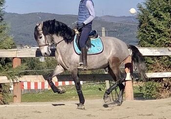 Oxford, 5YO grey stallion Purebred Lusitano (PSL)., Marina Pontes, Pferd kaufen, Almada