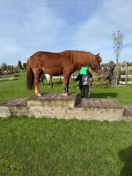 Verlässlicher 4-Gang-Isländer für Freizeit und Gelände in beste Hände abzugeben, Kerstin Rehbehn (Pferdemarketing Ost), Horses For Sale, Nienburg