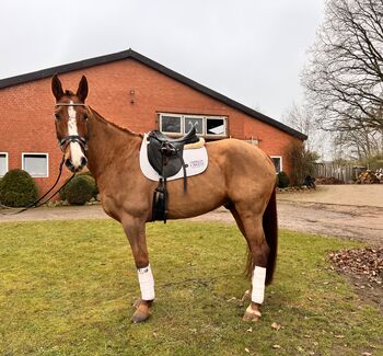 Verlasspferd/Dressurpferd