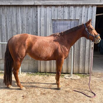 Zuverlässige, liebe Allround Quarter Horse Stute mit Showerfahrung, Kerstin Rehbehn (Pferdemarketing Ost), Horses For Sale, Nienburg