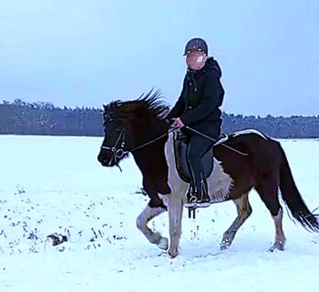 zuverlässig geritten: Funpferd für jedermann, Islandpferde-aus-Island, Horses For Sale, Südisland