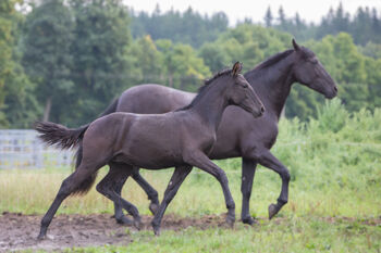 P.R.E Hengstfohlen, Nováková , Horses For Sale, Nova Bystrice 