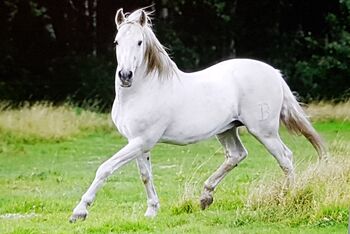 P.R.E. Hengst gekört 22 J. (Bohorquez) topfit u. kerngesund, Martina Vergo, Horses For Sale, Buchholz in der Nordheide