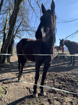 P.R.E. Stute, Alexandra , Horses For Sale, Hendelgraben