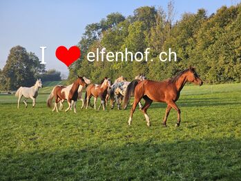 Pensionsplätze auf dem Elfenhof Bio Hof mit Gruppenhaltung