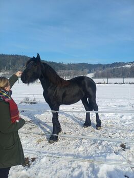 Pferd Friesen, Vladimir, Horses For Sale, Wiederndorf / Vidra vas