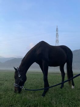 Pferd gegen Schutzgebühr abzugeben