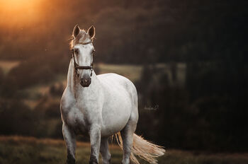 Herzenspferd sucht Bestplatz, Beate Reutz-Lemmerer, Horses For Sale, Satteins