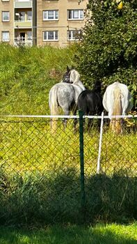 Reitbeteiligung gesucht Pferd sucht Reiter