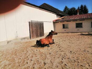 Pferde karakachan