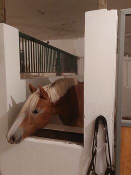 Pferdebox mit viel Auslauf frei, Christina Rau , Horse Stables, Rahden 