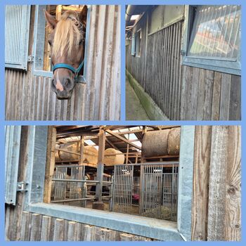 Pferdebox Paddockbox Box, Sara Wilkens , Horse Stables, Bremen