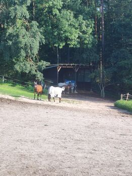 Pferdeboxen frei, Dietrich , Horse Stables, Gerhardshofen 