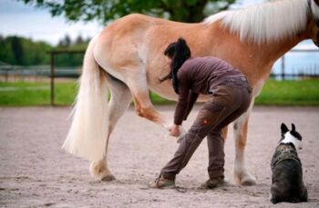 Pferdephysiotherapie mit Herz, Empathie & Feingefühl