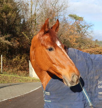 Reitbeteiligung auf der Reitanlage Galms in Lausen! 🐴
