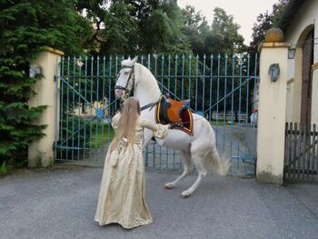 Reitbeteiligung bis Hohe Schule o. Pflegebeteiligung für Lusitano bei Stetten, CN, Horse Sharing, Bad Wörishofen