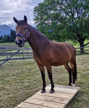 Reitbeteiligung netter Wallach
