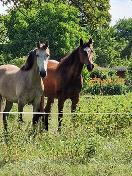 Reitbeteiligung (Pferd sucht Reiter), Jassi , Horse Sharing, Gnoien