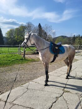 Reitbeteiligung, Michi , Horse Sharing, Hof bei Salzburg