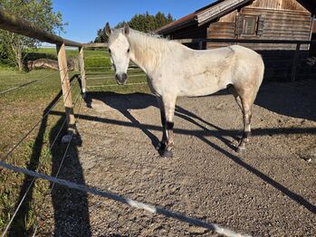 Reitbeteiligung, Michi , Horse Sharing, Hof bei Salzburg