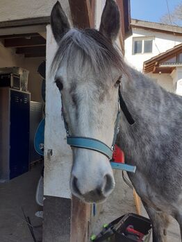 Reitbeteiligung, T.Metz, Horse Sharing, Meckenheim