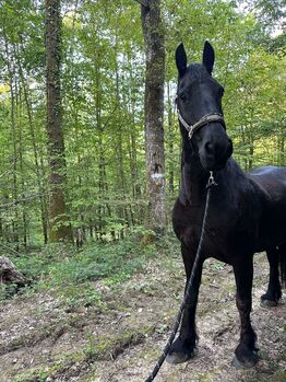 Reitbeteiligung, Corina Schäf, Horse Sharing, Oppenweiler 