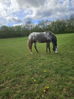 Riding Horse, MAURICE VERDENNE, Horses For Sale, AYWAILLE