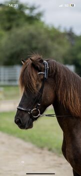 Reitbeteiligung auf Isländer, Nina Rogl, Horse Sharing, Stripfing