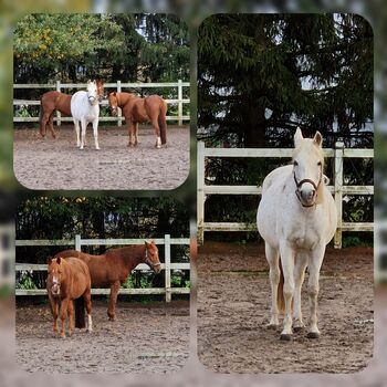 Reitbeteiligung zu vergeben, SabineF, Horse Sharing, Bechtheim