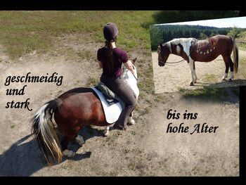 Reitunterricht, Reitkunst, Bodenarbeit, Barockreiten, Reitlehrer