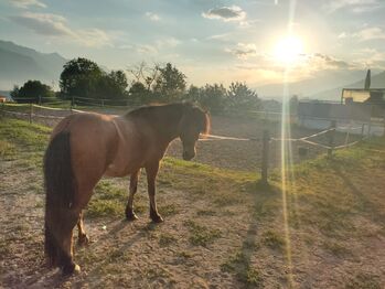 Reitbeteiligung gesucht