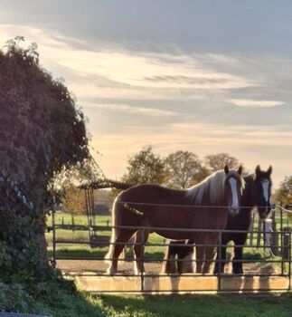 Paddockbox, Schwarzbäcker, Horse Stables, Marl